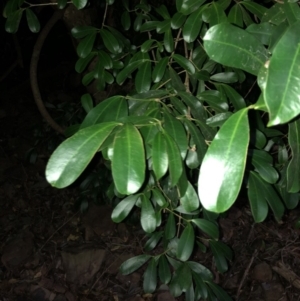 Baloghia inophylla at Wattamolla, NSW - 28 Apr 2020