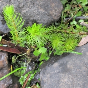 Myriophyllum alpinum at Bolaro, NSW - 23 Mar 2019