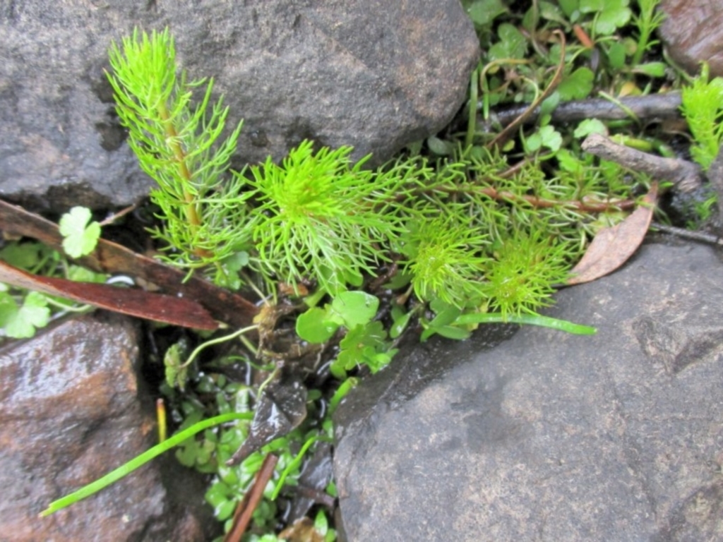 Myriophyllum alpinum at Bolaro, NSW - 23 Mar 2019