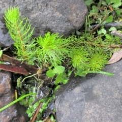 Myriophyllum alpinum (Alpine Water-milfoil) at Bolaro, NSW - 23 Mar 2019 by David McKay