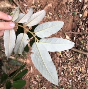 Alphitonia excelsa at Wattamolla, NSW - 28 Apr 2020