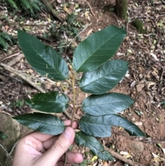 Alphitonia excelsa at Wattamolla, NSW - 28 Apr 2020