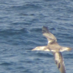 Morus serrator (Australasian Gannet) at Wallaga Lake, NSW - 27 Apr 2020 by JackieLambert