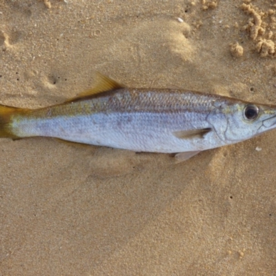 Dinolestes lewini at Bermagui, NSW - 27 Apr 2020 by JackieLambert