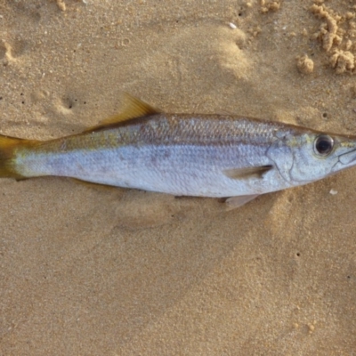 Unidentified Fish at Bermagui, NSW - 27 Apr 2020 by JackieLambert