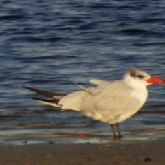 Hydroprogne caspia (Caspian Tern) at Bermagui, NSW - 16 Mar 2020 by JackieLambert