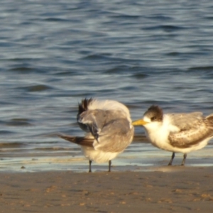 Thalasseus bergii at Bermagui, NSW - 16 Mar 2020