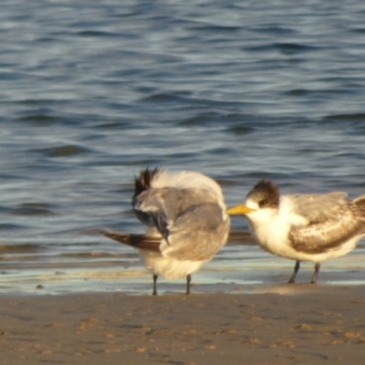 Thalasseus bergii (Crested Tern) at Bermagui, NSW - 16 Mar 2020 by Jackie Lambert