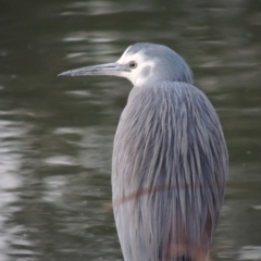 Egretta novaehollandiae (White-faced Heron) at Bullen Range - 29 Dec 2019 by michaelb