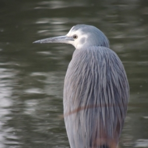 Egretta novaehollandiae at Paddys River, ACT - 29 Dec 2019 07:20 PM