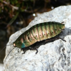 Polyzosteria viridissima (Alpine Metallic Cockroach) at Kosciuszko National Park, NSW - 8 Mar 2008 by rawshorty