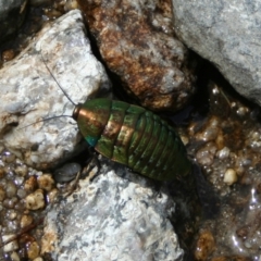 Polyzosteria viridissima at Kosciuszko National Park, NSW - 8 Mar 2008