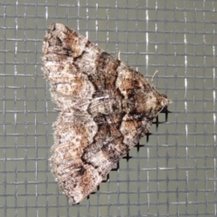 Gastrina cristaria (Wave-lined Geometrid) at Conder, ACT - 26 Feb 2020 by MichaelBedingfield