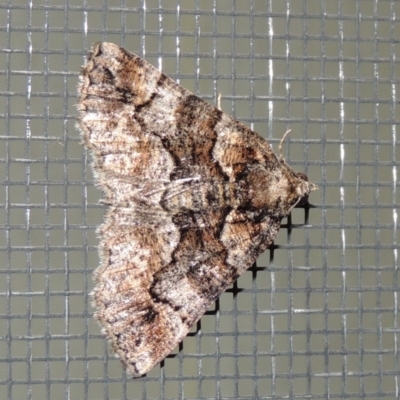 Gastrina cristaria (Wave-lined Geometrid) at Conder, ACT - 26 Feb 2020 by MichaelBedingfield