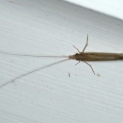 Leptoceridae sp. (family) (Long-horned caddisfly) at Ainslie, ACT - 27 Nov 2019 by jbromilow50