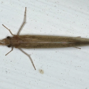 Leptoceridae sp. (family) at Ainslie, ACT - 27 Nov 2019 10:33 PM