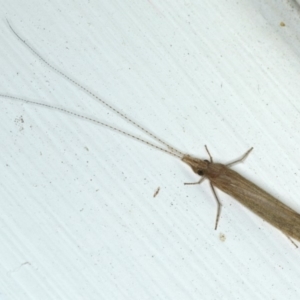 Leptoceridae sp. (family) at Ainslie, ACT - 27 Nov 2019 10:33 PM