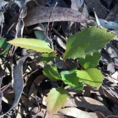 Lomatia ilicifolia (Holly Lomatia) at Lower Boro, NSW - 27 Apr 2020 by mcleana