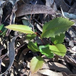Lomatia ilicifolia at Lower Boro, NSW - 27 Apr 2020