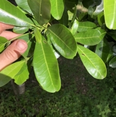 Acronychia oblongifolia (White Aspen, Yellow Wood) at Wattamolla, NSW - 28 Mar 2020 by WattaWanderer