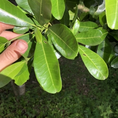 Acronychia oblongifolia (White Aspen, Yellow Wood) at Wattamolla, NSW - 28 Mar 2020 by WattaWanderer