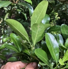 Acronychia oblongifolia at Wattamolla, NSW - 28 Mar 2020