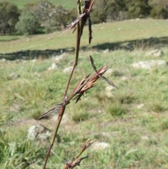 Cymbopogon refractus (Barbed-wire Grass) at Dunlop, ACT - 28 Apr 2020 by sangio7