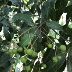 Alectryon subcinereus (Native Rambutan) at Wattamolla, NSW - 28 Mar 2020 by WattaWanderer