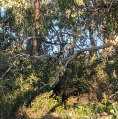 Dacelo novaeguineae (Laughing Kookaburra) at Cooleman Ridge - 27 Apr 2020 by ellenhansen13