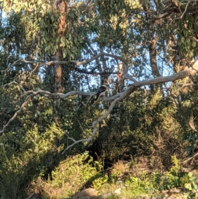 Dacelo novaeguineae (Laughing Kookaburra) at Stromlo, ACT - 27 Apr 2020 by ellenhansen13