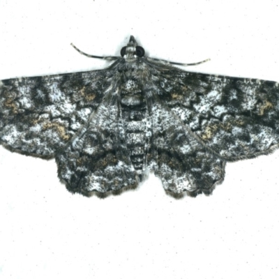 Cleora displicata (A Cleora Bark Moth (Boarmiini) at Ainslie, ACT - 27 Nov 2019 by jb2602