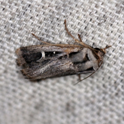 Proteuxoa undescribed species near paragypsa (A Noctuid moth) at O'Connor, ACT - 28 Apr 2020 by ibaird