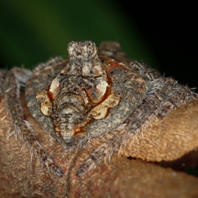 Dolophones turrigera (Turret spider) at Melba, ACT - 4 Jan 2012 by Bron
