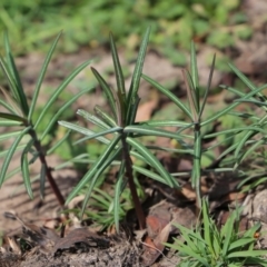 Euphorbia lathyris (Caper Spurge) at Cotter River, ACT - 28 Apr 2020 by Jek