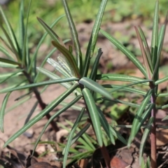 Euphorbia lathyris at Cotter River, ACT - 28 Apr 2020