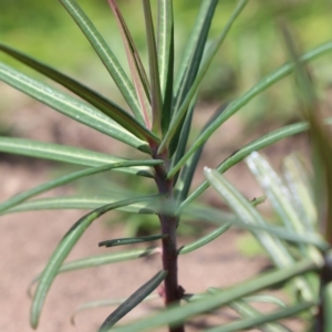 Euphorbia lathyris at Cotter River, ACT - 28 Apr 2020