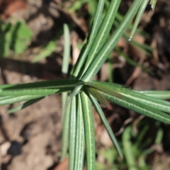 Euphorbia lathyris at Cotter River, ACT - 28 Apr 2020