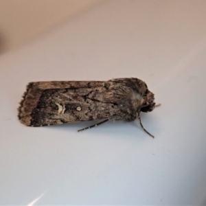 Proteuxoa bistrigula at Cook, ACT - 24 Apr 2020