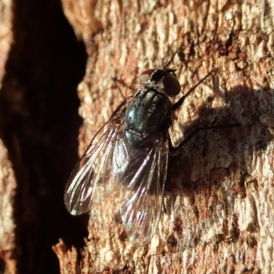 Helina sp. (genus) (Muscid fly) at Mount Painter - 27 Apr 2020 by CathB