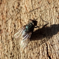 Helina sp. (genus) at Cook, ACT - 27 Apr 2020