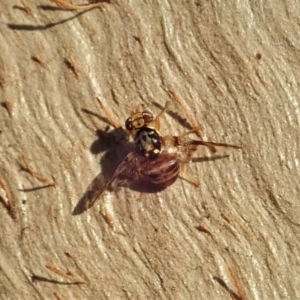 Tephritidae sp. (family) at Cook, ACT - 27 Apr 2020