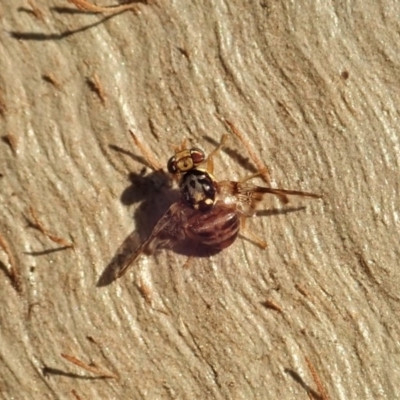 Tephritidae sp. (family) (Unidentified Fruit or Seed fly) at Cook, ACT - 27 Apr 2020 by CathB