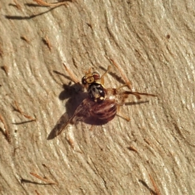 Tephritidae sp. (family) (Unidentified Fruit or Seed fly) at Mount Painter - 27 Apr 2020 by CathB