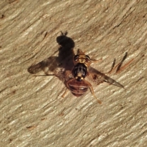 Tephritidae sp. (family) at Cook, ACT - 27 Apr 2020