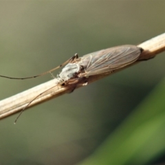 Chironomidae (family) (Non-biting Midge) at Mount Painter - 27 Apr 2020 by CathB