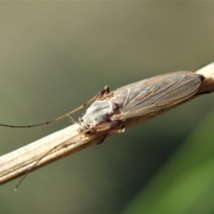 Chironomidae (family) at Cook, ACT - 27 Apr 2020
