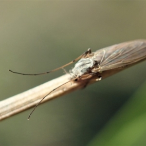 Chironomidae (family) at Cook, ACT - 27 Apr 2020