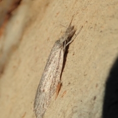 Phryganeutis cinerea (Chezala Group moth) at Cook, ACT - 27 Apr 2020 by CathB