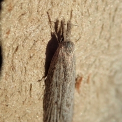 Phryganeutis cinerea at Cook, ACT - 27 Apr 2020