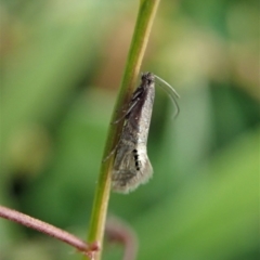 Glyphipterix anaclastis (A sedge moth) at Mount Painter - 25 Apr 2020 by CathB